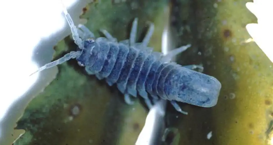 Pentias arimotoi Rafi, 1973 Pentias arimotoi Rafi, 1973