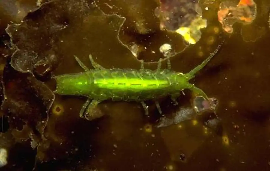 Род Synidotea Harger, 1878 Род Synidotea Harger, 1878