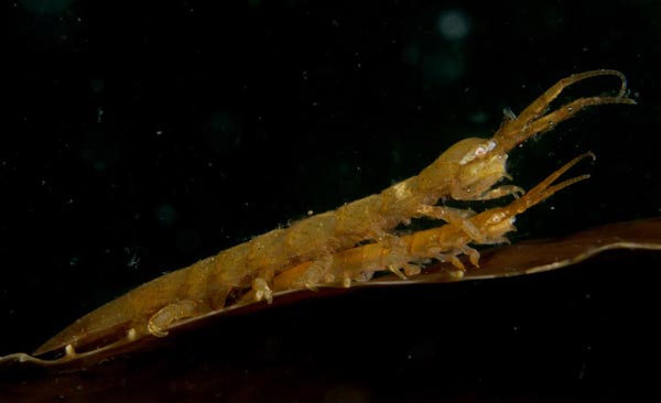 Synidotea sculpta Gurjanova, 1955