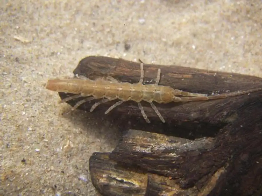 Synidotea cinerea Gurjanova, 1933 Synidotea cinerea Gurjanova, 1933