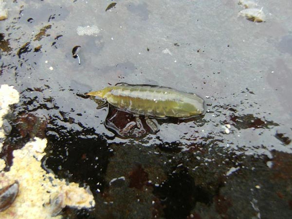 Synidotea laevidorsalis (Miers, 1881)