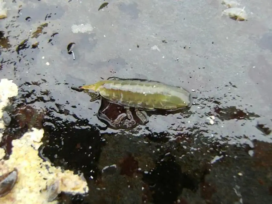 Synidotea laevidorsalis (Miers, 1881) Synidotea laevidorsalis (Miers, 1881)