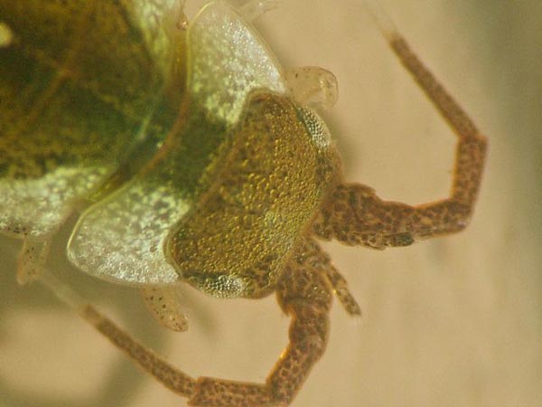 Synidotea epimerata Richardson, 1909