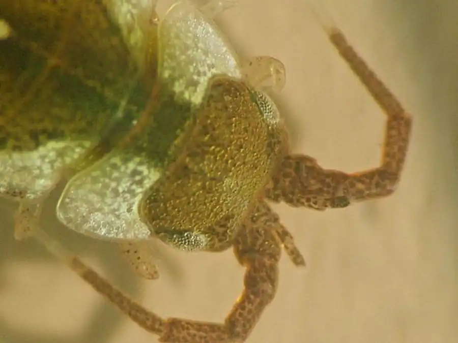 Synidotea epimerata Richardson, 1909 Synidotea epimerata Richardson, 1909