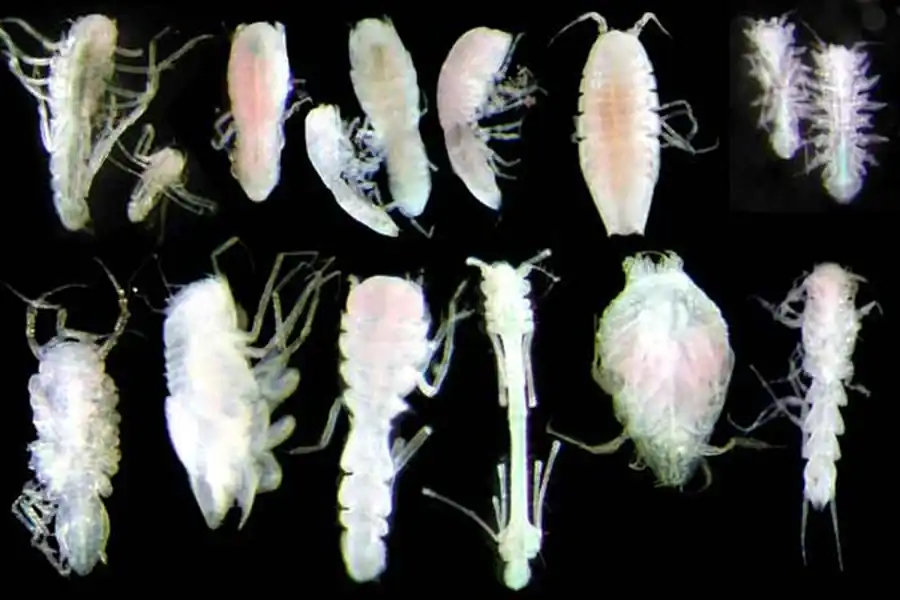 Строение уроподов Isopoda Строение уроподов Isopoda