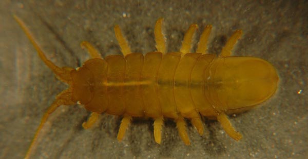 Synidotea longicirra Gurjanova, 1933