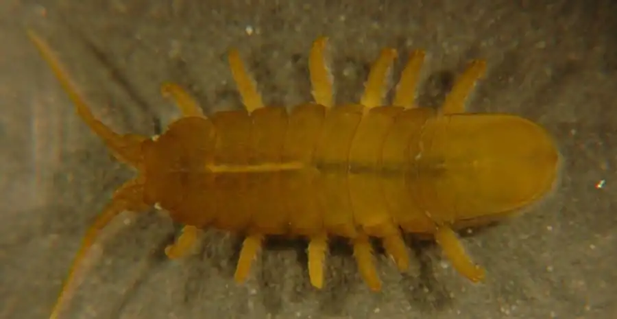 Synidotea longicirra Gurjanova, 1933 Synidotea longicirra Gurjanova, 1933