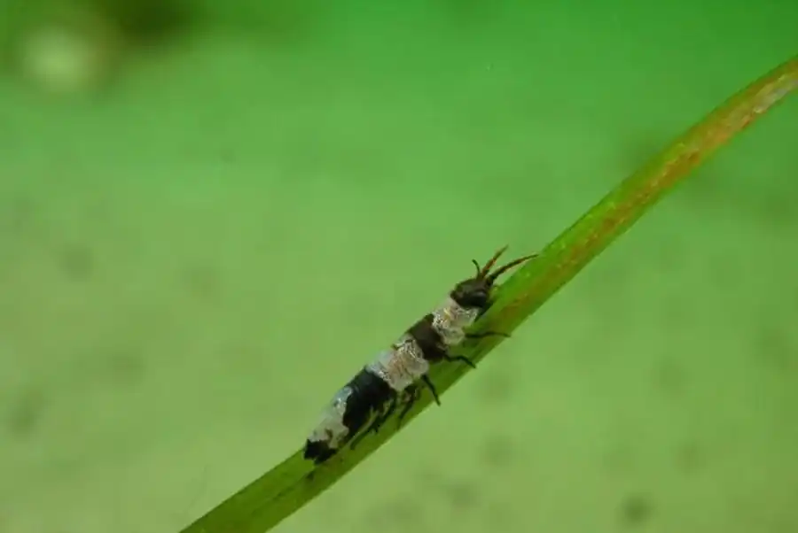 Synidotea brazhnikovi Gurjanova, 1933 Synidotea brazhnikovi Gurjanova, 1933