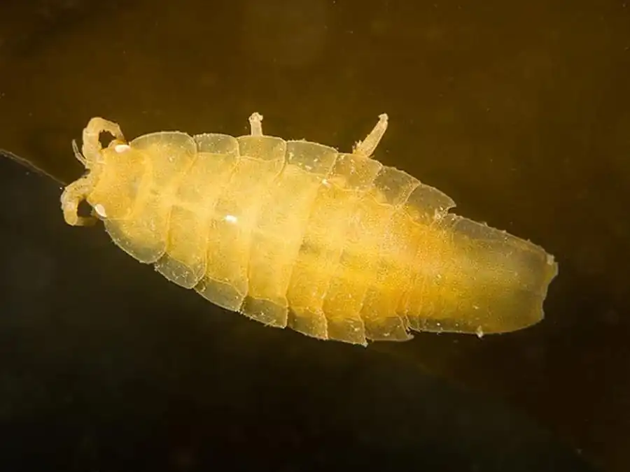 Synidotea lata Gurjanova, 1933 Synidotea lata Gurjanova, 1933