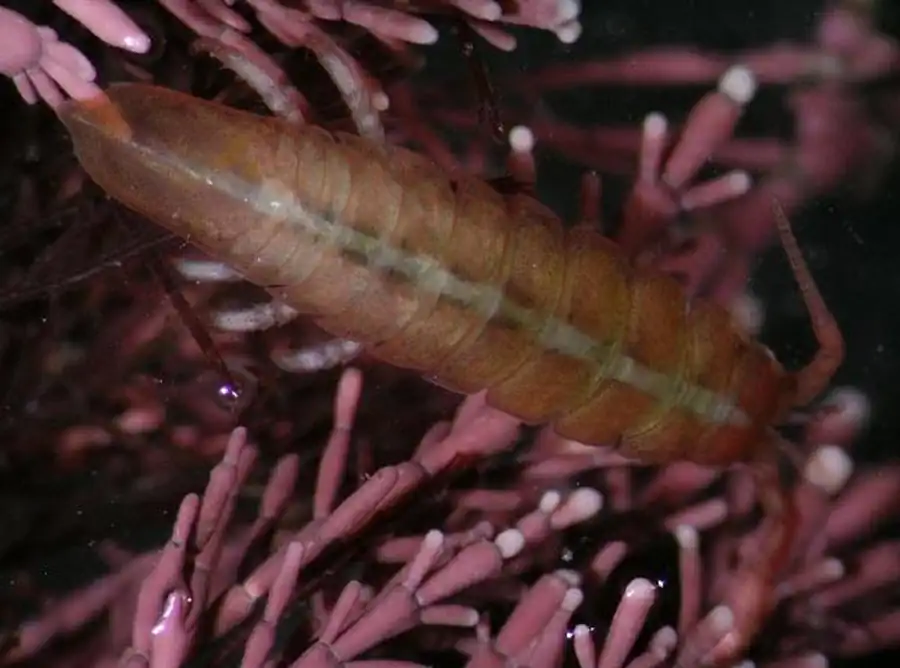 Synidotea bicuspida (Owen, 1839) Synidotea bicuspida (Owen, 1839)