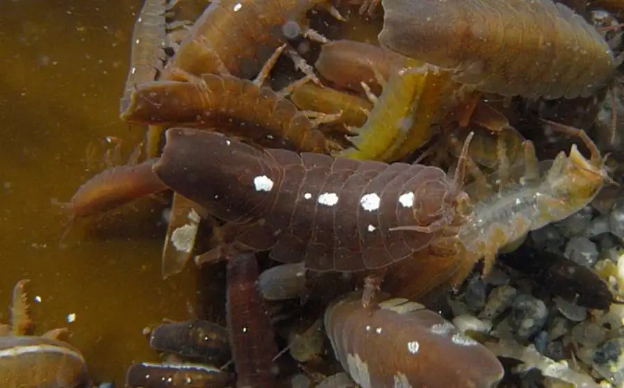 Семейство HOLOGNATHIDAE Thompson, 1904 Семейство HOLOGNATHIDAE Thompson, 1904