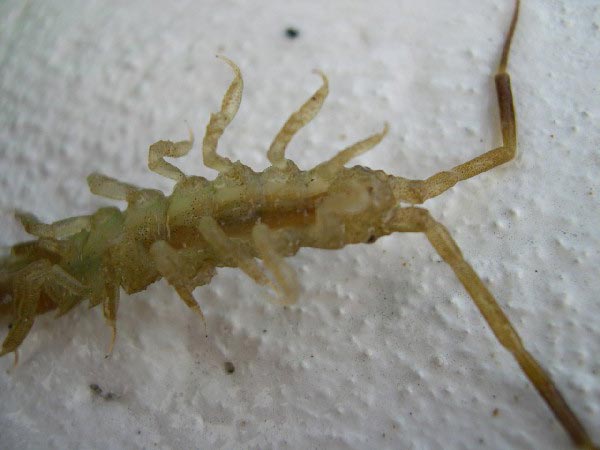 Cleantioides rotundata (Kussakin, 1982)