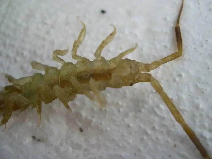 Cleantioides rotundata (Kussakin, 1982) Cleantioides rotundata (Kussakin, 1982)