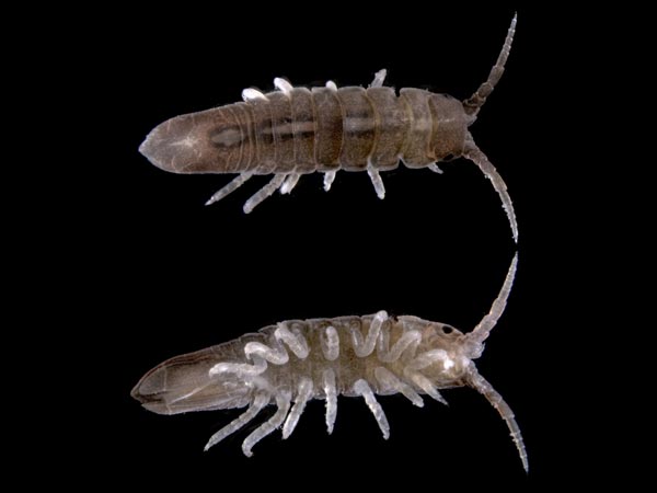 Семейство ARCTURIDAE Dana, 1849