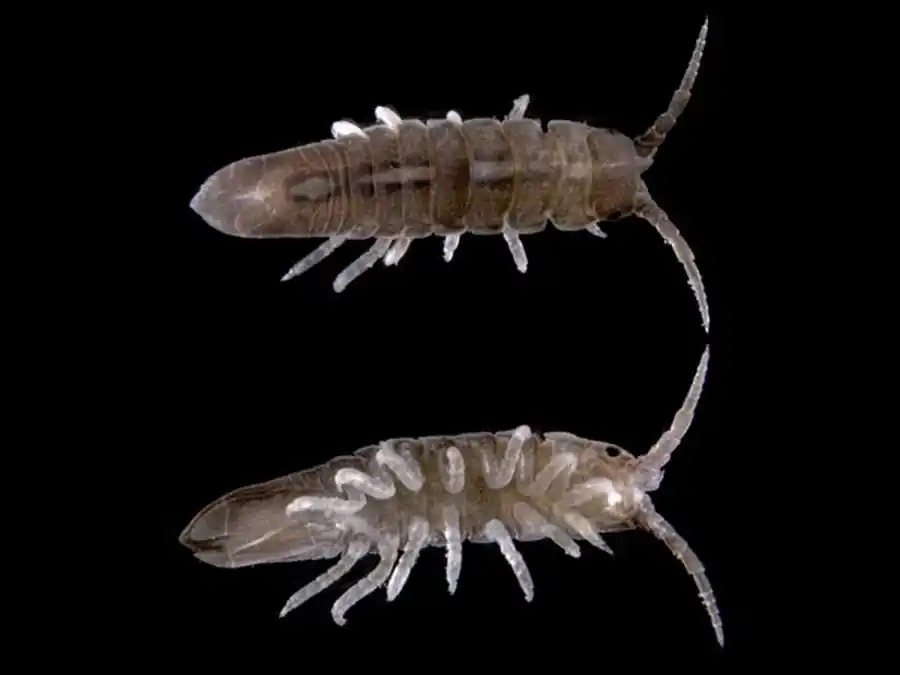 Семейство ARCTURIDAE Dana, 1849 Семейство ARCTURIDAE Dana, 1849