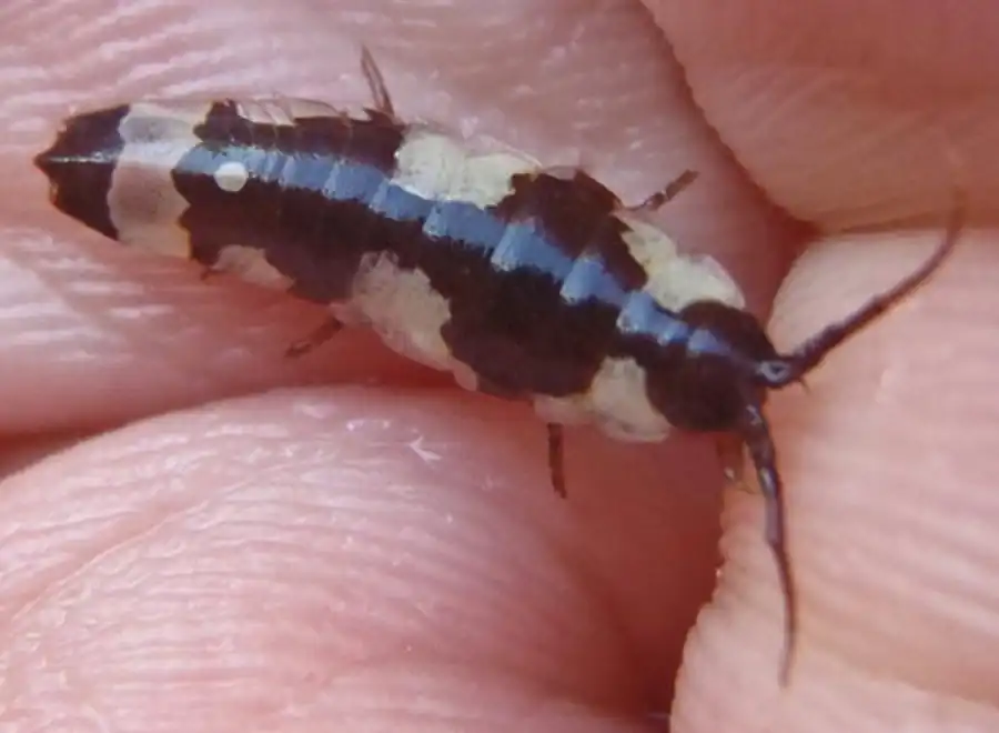 Род Arcturus Latreille, 1829 Род Arcturus Latreille, 1829