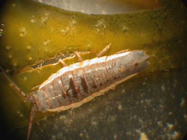 Arcturus acuticaudalis Gurjanova, 1933