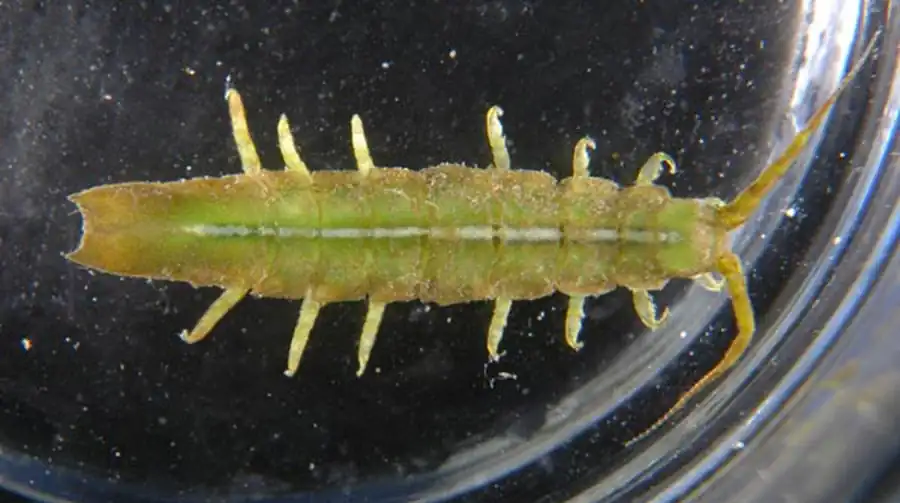 Arcturus hastiger Richardson, 1909 Arcturus hastiger Richardson, 1909