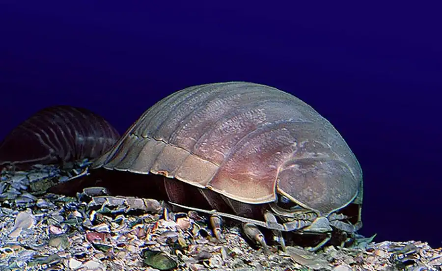 Сведения по биологии и экологии изопод Сведения по биологии и экологии изопод