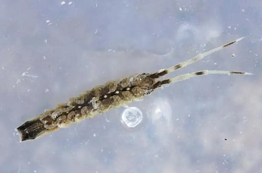 Arcturus seminudus Gurjanova, 1933 Arcturus seminudus Gurjanova, 1933