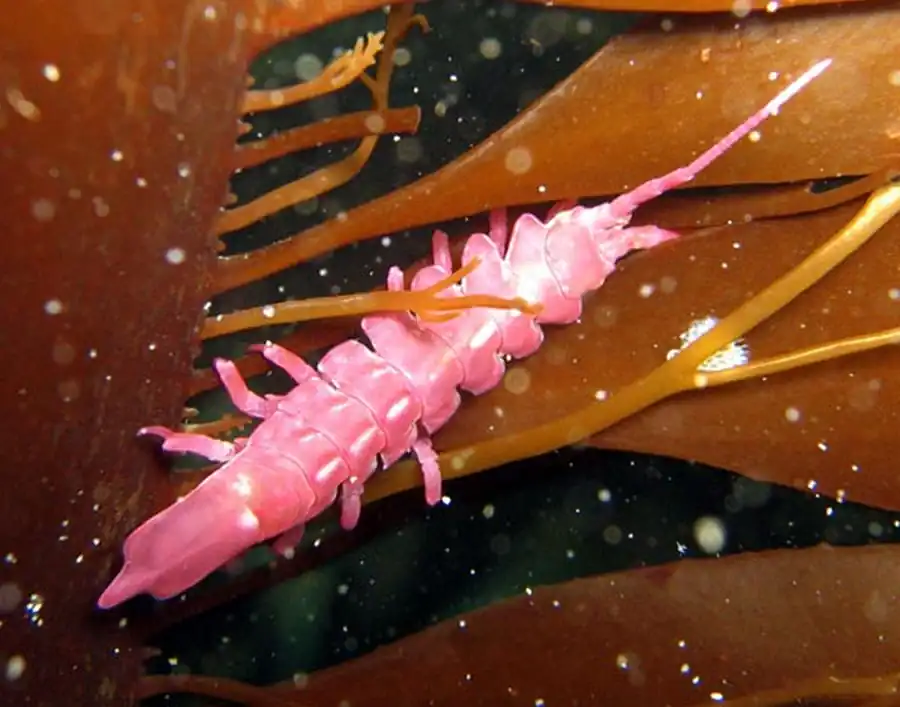 Arcturus crassispinis Richardson, 1909 Arcturus crassispinis Richardson, 1909