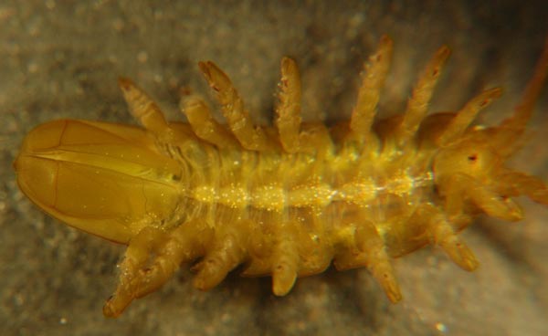 Arcturus crenulatus Gurjanova, 1933