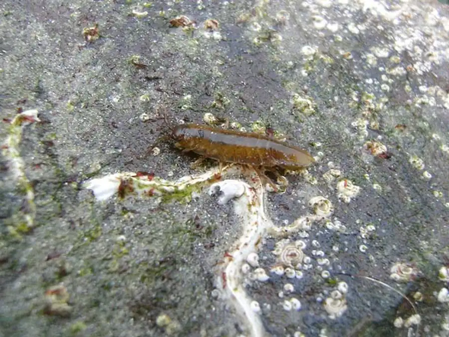 Arcturus asper Kussakin, 1972 Arcturus asper Kussakin, 1972