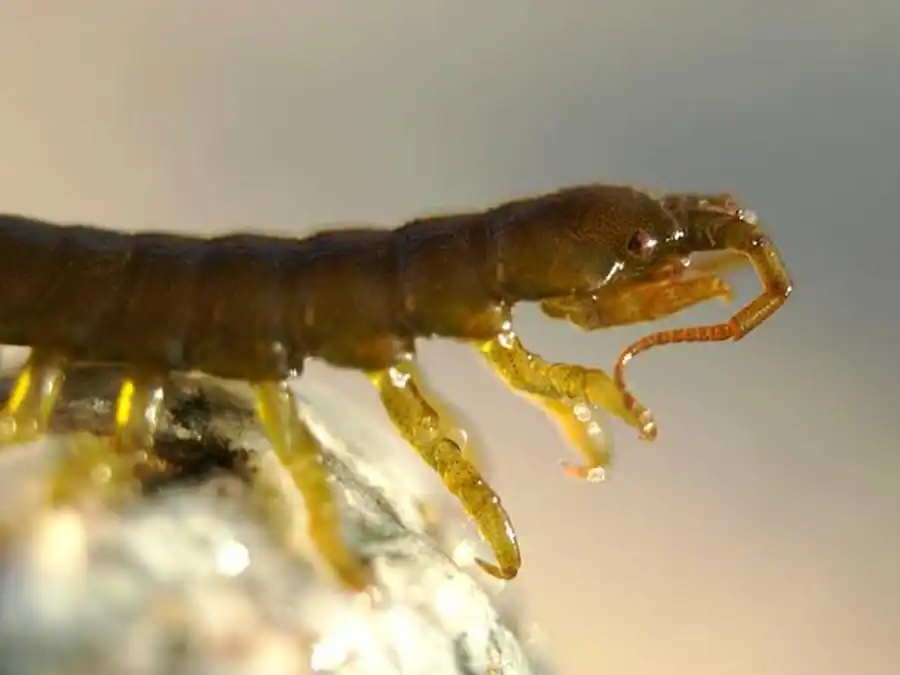 Род Neastacilla Tattersall, 1921 Род Neastacilla Tattersall, 1921