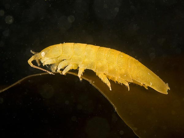 Neastacilla polita (Gurjanova, 1936)