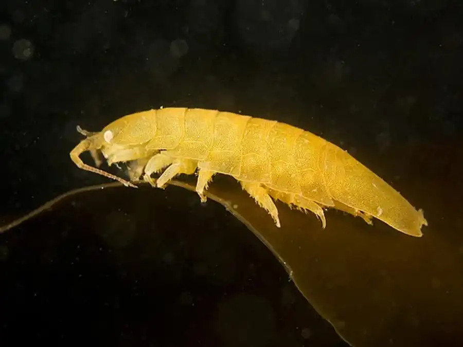 Neastacilla polita (Gurjanova, 1936) Neastacilla polita (Gurjanova, 1936)