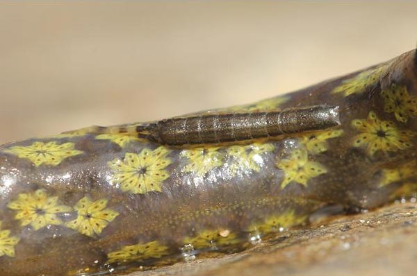 Neastacilla richardsonae Kussakin, 1982