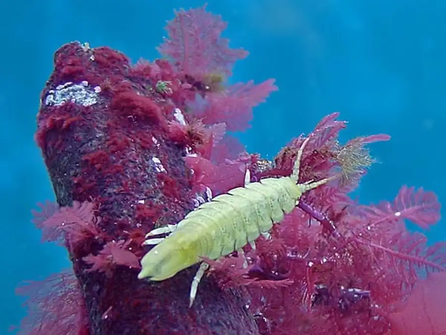 Род Pleuroprion Strassen, 1903 Род Pleuroprion Strassen, 1903