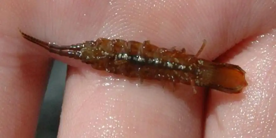 м Подотряд ASELLOTA Latreille, 1802