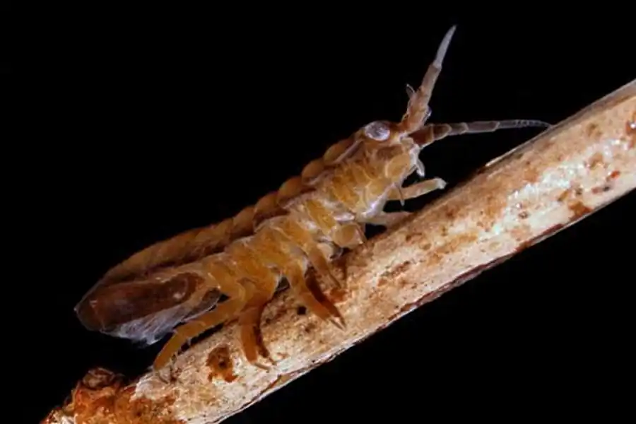 Ключ для определения семейств надсемейства Janiroidea Ключ для определения семейств надсемейства Janiroidea