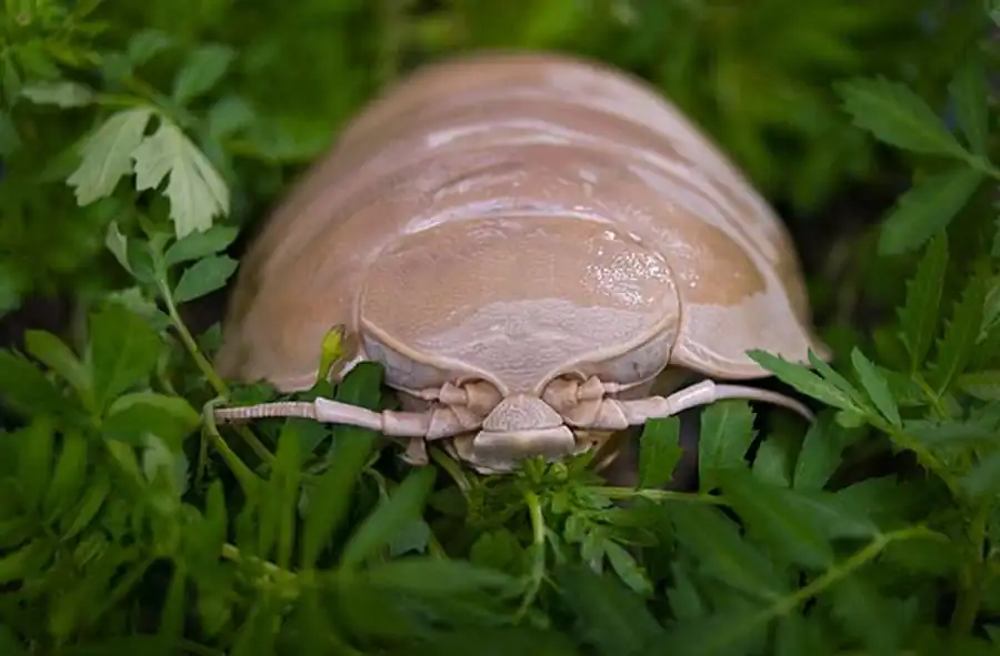 Сведения по экологии изопод Сведения по экологии изопод