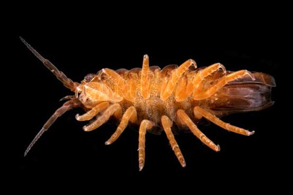 Семейство JANIRIDAE G.O. Sars, 1899
