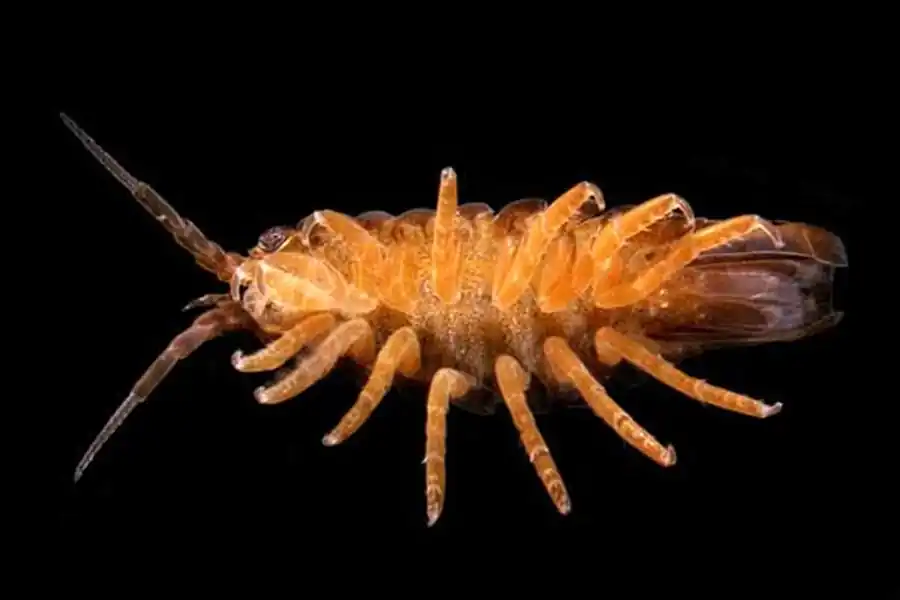 Семейство JANIRIDAE G.O. Sars, 1899 Семейство JANIRIDAE G.O. Sars, 1899