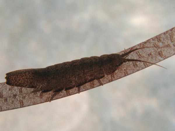 Janiralata soldatovi (Gurjanova, 1933)