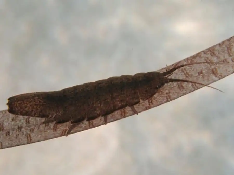 Janiralata soldatovi (Gurjanova, 1933) Janiralata soldatovi (Gurjanova, 1933)