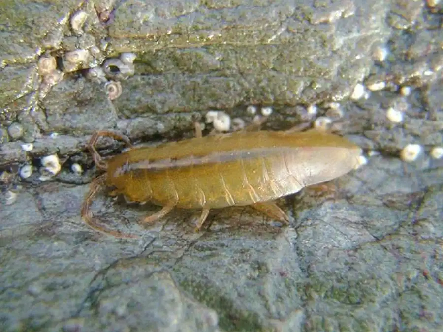 Janiralata gurjanovae Kussakin, 1962 Janiralata gurjanovae Kussakin, 1962