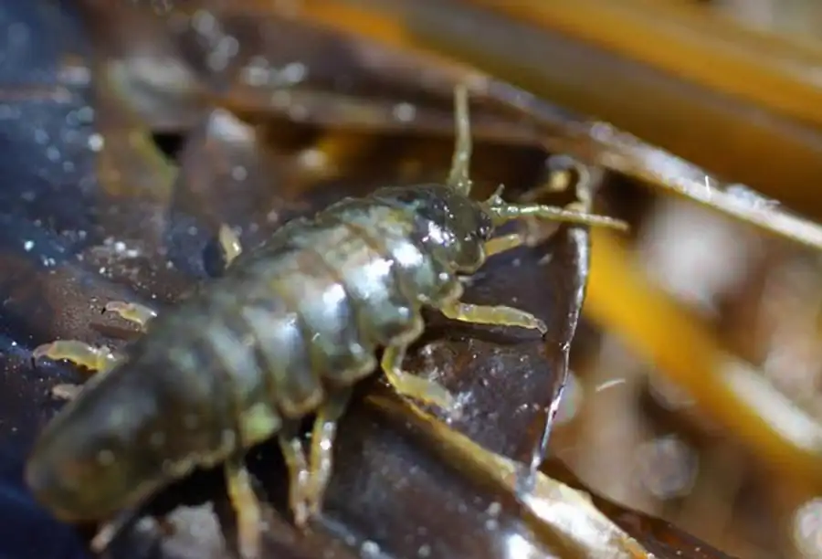Janiralata kurilensis Kussakin, 1962 Janiralata kurilensis Kussakin, 1962