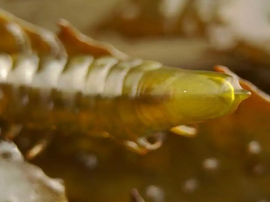 Род laniropsis Sars, 1899 Род laniropsis Sars, 1899