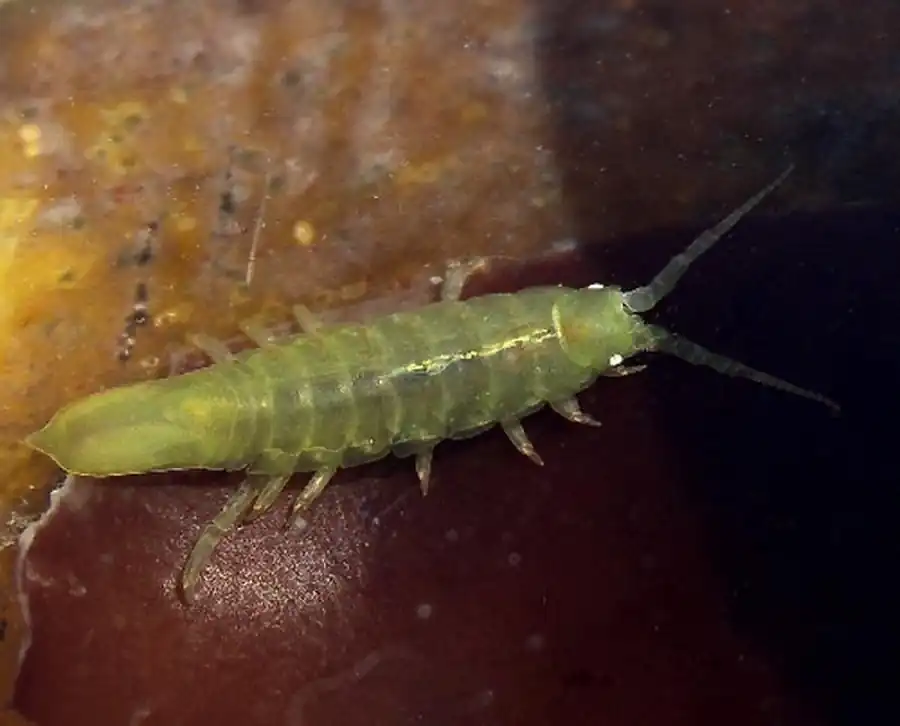 laniropsis serricaudis Gurjanova, 1936 laniropsis serricaudis Gurjanova, 1936