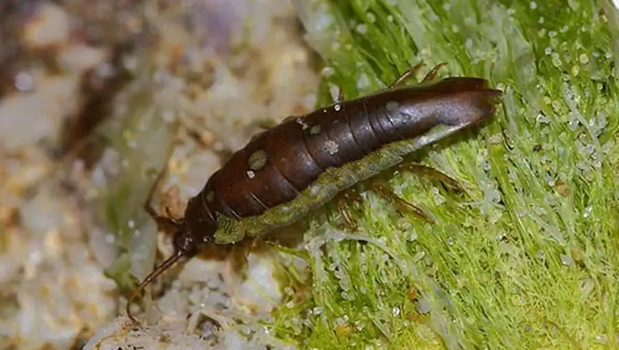 laniropsis pallidocula Kussakin, 1962 laniropsis pallidocula Kussakin, 1962