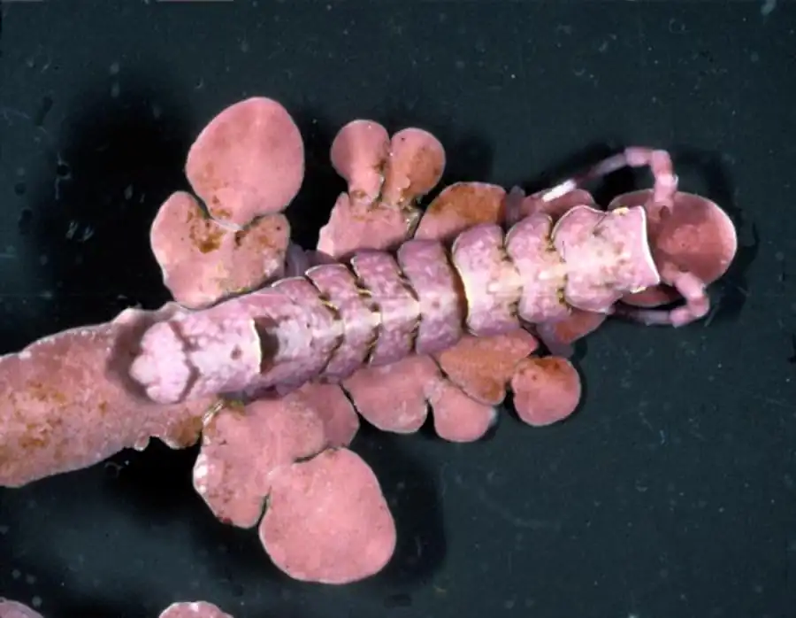 laniropsis derjugini Gurjanova, 1933 laniropsis derjugini Gurjanova, 1933