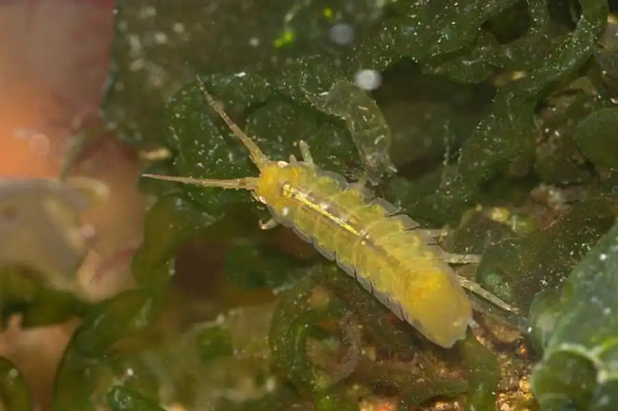 laniropsis setifera Gurjanova, 1950 laniropsis setifera Gurjanova, 1950