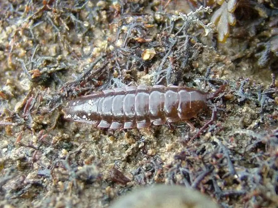 laniropsis kincaidi Richardson, 1904 laniropsis kincaidi Richardson, 1904