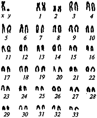 Кариотип самца лося [Графодатский, Раджабли, 1988].