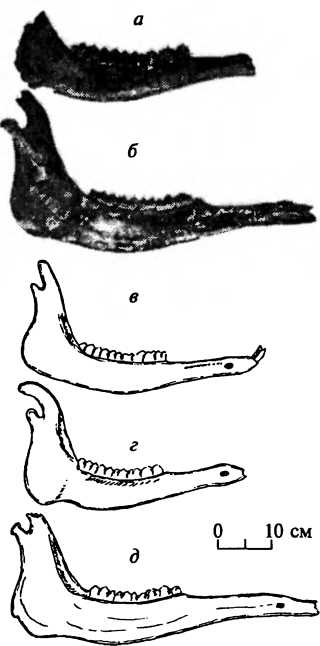 Нижнечелюстные кости Alcinae.