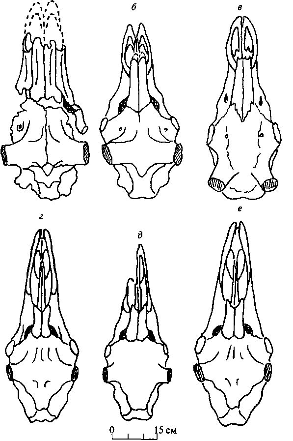 Вид черепов сверху. а — Cervalces latifrons, Зюссенборн;